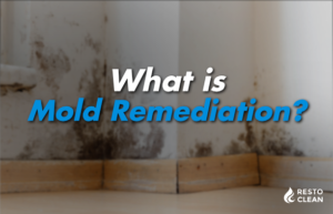 What is Mold Remediation?