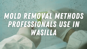 Mold Removal Methods Professionals Use in Wasilla